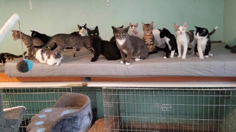 Les chats recueillis et mis à l'adoption par Chadaba