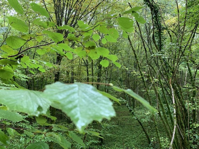 Le Parc national de forêts