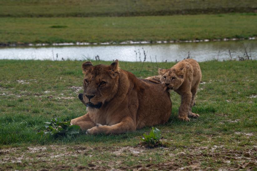 ©Fred FOURCOY- Lumigny Safari Reserve
