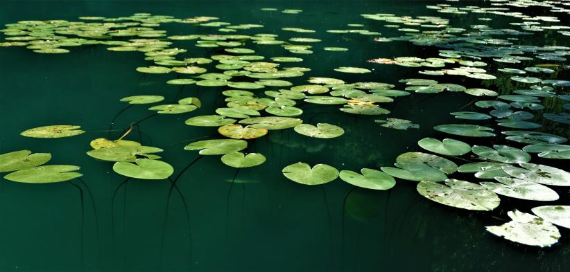 Eaux du lac