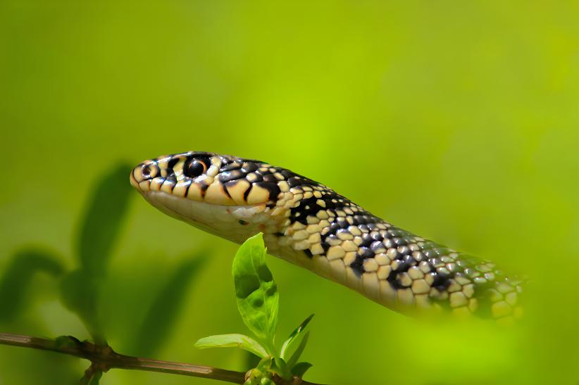 © Gaël SETTON - Montier Festival Photo