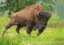 Un bison