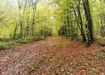 Un sentier de la forêt d'Orient