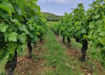 vigne de Mancey