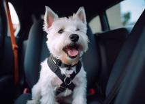 Chien en voiture qui voyage