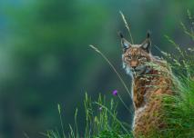 Lynx dans la nature