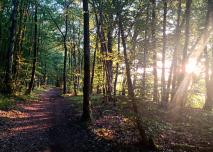 Parc National des Forêts 04 © Autoroute INFO - Jade Bihan.jpg