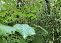 Le Parc national de forêts