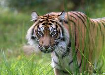 ©Laurent LEBOBE-Lumigny Safari Reserve dumai tigresse sumatra