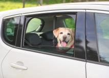 chien dans voiture