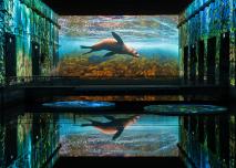 Océan : immersion dans le monde sous-marin