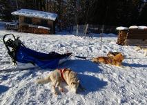 Chiens de traîneaux dans la station des Rousses dans le Jura